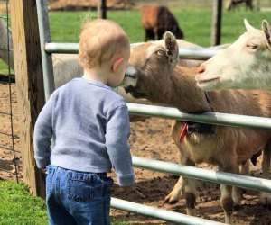 Kids can feed the goats during a family day at Catapano Dairy Farm. Photo courtesy of the farm