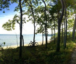 Camusett State Park's forest leads to a sandy shoreline