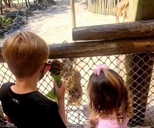 Florida kids can get in free this month at Brevard Zoo! Photo by Charlotte Blanton for Mommy Poppins