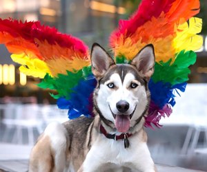 Celebrate Pride with your pup at Manhattan West Woof Fest: Paws for Pride! Photo courtesy of the fest