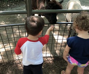 Kids can feed the animals at the Children's Zoo at the Central Park Zoo in NYC.