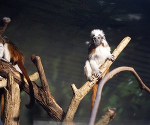 Central Park Zoo with kids: Tamarins in the Tropic Zone