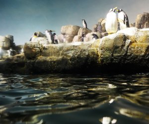 Central Park Zoo with Kids: Arctic Circle