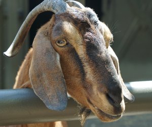 Central Park Zoo with children: the goats of the Tisch Children's Zoo