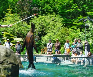 The Central Park Zoo sea lions never disappoint. Photo by Jody Mercier