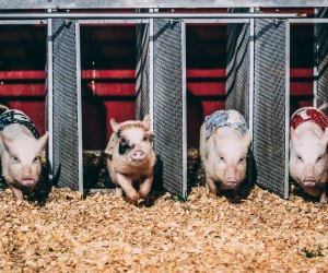 Who's the fastest pig? Find out at the Central Florida Fair. Photo  courtesy of the fair