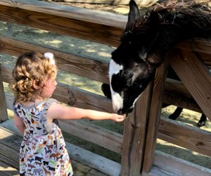 Things To Do with Preschoolers and Toddlers in Orlando Before They Turn 5: Central Florida Zoo.