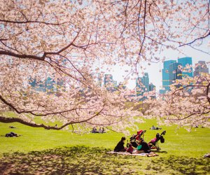 Cherry Blossom Installation In NYC — Zuma Restaurant Cherry Blossoms