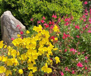 Chattahoochee Nature Center  Stunning Atlanta Gardens