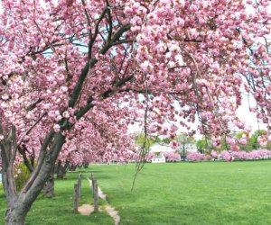 Harbor Island Park Cherry Blossoms