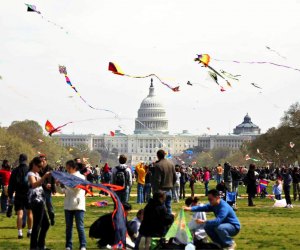 Photo courtesy of the National Cherry Blossom Festival