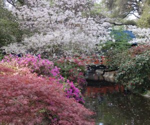 When ther cherry trees bloom, Descanso Gardens become the most magical place in LA.