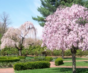 The weeping cherry blossoms nestled in Boscobel's formal garden are stunning in the spring. 