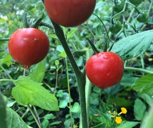 100 School Lunch Ideas for Kids: Fresh tomatoes from the garden