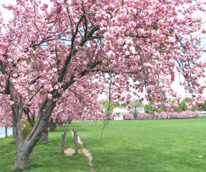 Visit Harbor Island Park to see the stunning cherry blossoms in Westchester