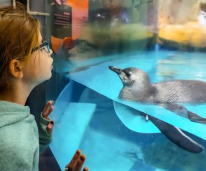 Shedd Aquarium Chicago Museums with free days for kids