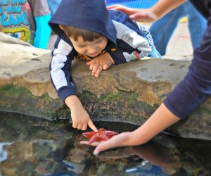 Explore the outdoor tide pool touch tanks at Birch Aquarium. Photo courtesy the aquarium