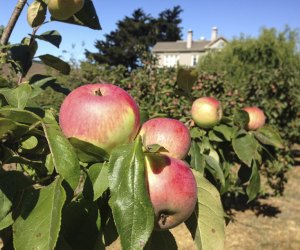 Apple Picking Near San Francisco: Chileno Valley Ranch