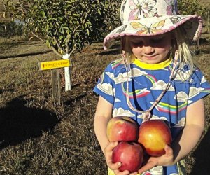 Apple Picking Near San Francisco: Chileno Valley Ranch
