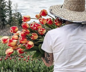 This photo shows a woman carrying tulips through Cider Hill Farm's Tulip Festival.