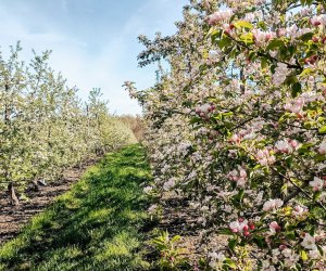 Boston offer great ways to stop and smell the flowers. Self-Guided Orchard Walk photo courtesy of Cider Hill Farm