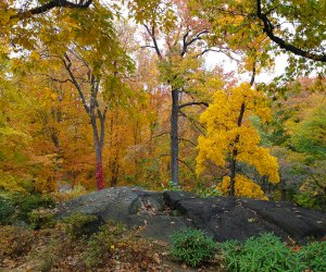 Clark Botanic Garden trees in yellow fall foliage