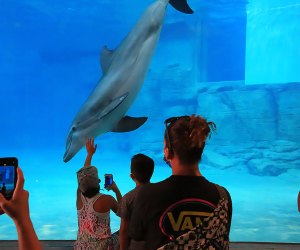 a dolphine swim a at an aquarium while people look on