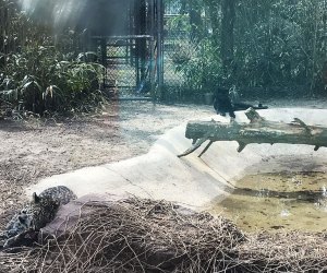 animal enclosure at the zoo