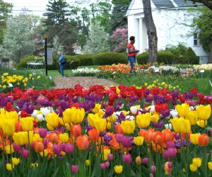 Tulips at Colorblends House & Spring Garden in Bridgeport, CT. Photo courtesy of colorblends.com