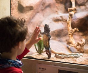 The Best Children’s Museum in Every State: Cook Museum of Natural Science