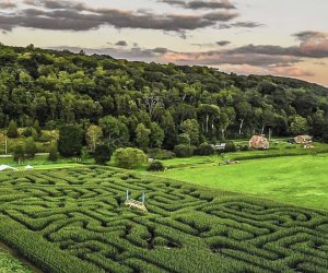 Photo of a dense CT corn maze at the bottom of a hill.