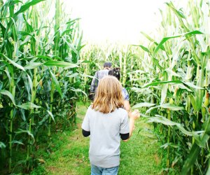 A family explores the corn maze at Alstede Farms