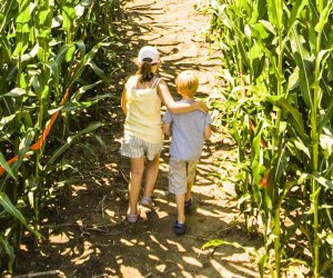 Image of two people walking through a Connecticut corn maze.