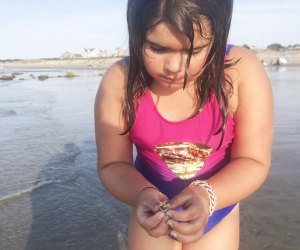 Search for seashells along Cape Cod's many gorgeous beaches. 