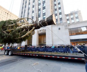 Rockefeller Center Tree Arrival 2019 | MommyPoppins - Things to do in New York City with Kids