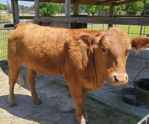 petting zoo Old Macdonald's Farm