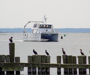 Enjoy a winter birding cruise. Photo courtesy of The Maritime Aquarium at Norwalk