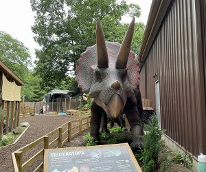 The new roaring triceratops model at the Center for Science Teaching and Learning is one of the highlights of the overhauled exhibit.