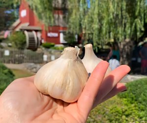 Hold on to Summer 2025 right into September at these fairs and festivals! Photo courtesy of the Garlic Festival at Old Mistick Village