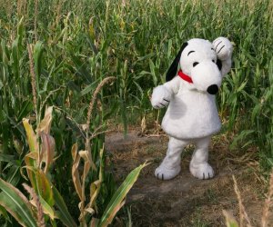 Good Grief! You'll be scratching your head trying to pick from these fun things to do in CT! Peanuts themed corn maze photo courtesy of Lyman Orchards