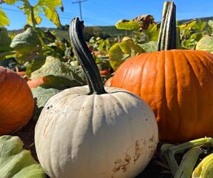 October is time for fall fun and Halloween excitement in Connecticut! Pumpkin Picking at Lyman Orchards. Photo courtesy of the orchard.