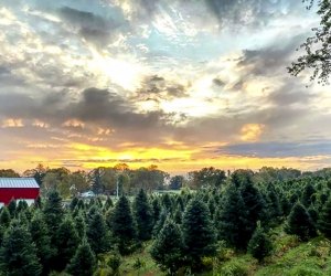 Image of Maple Row Farm - Christmas Tree Capital of Connecticut