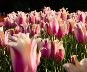 Flower Fields for Strolling in Connecticut  Wicked Tulips Flower Farm