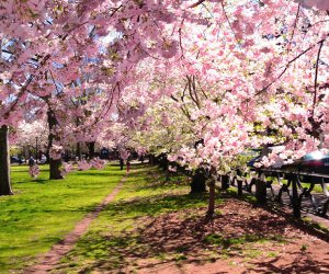 Flower Fields for Strolling in Connecticut Wooster Square Cherry Blossoms