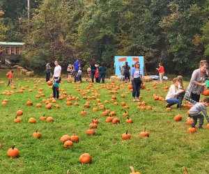 Take a train to the pumpkin patch! Photo courtesy of Connecticut Trolley Museum