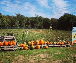 Cunningham Family Farms offers plenty of entertainment in the heart of the Catskills
