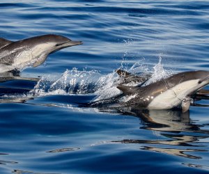 Whale Watching near Los Angeles: Whales aren't all you see on a whale watch - check out this playful dolphin pod.