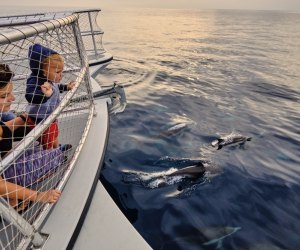 Summer Day Trips from Los Angeles: Go whale watching at Dana Point