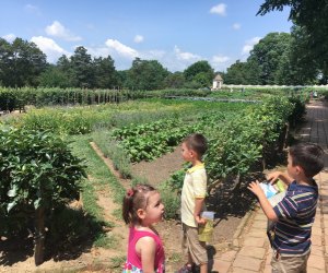 Mount Vernon with Kids: Gardens