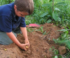 Dig up yummy treasures at the Big Dig Potato Harvest at Great Country Farms. Event photo courtesy of the farm